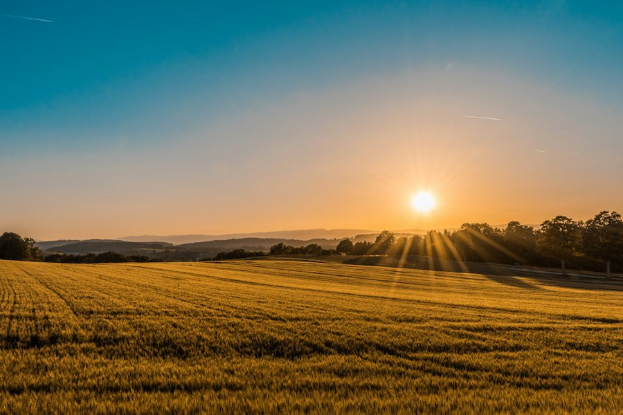 A wheat field at sunset