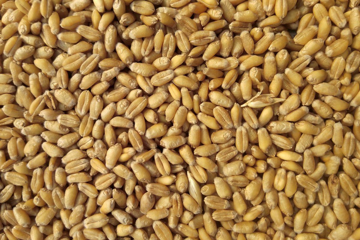Close-up of wheat grain